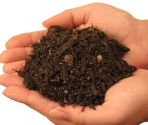 Требования к почве при выращивании фикко. Как подготовить собственную почву?