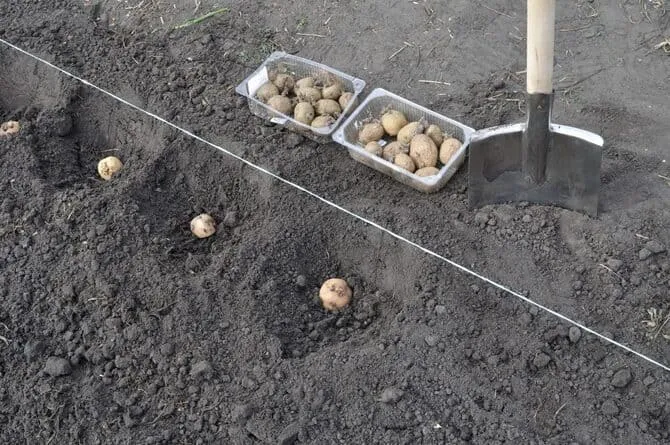 Фотографии посадки картофеля