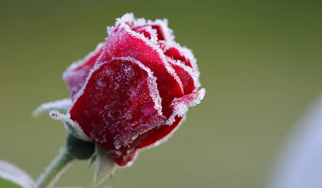 Укрытие роз на зиму