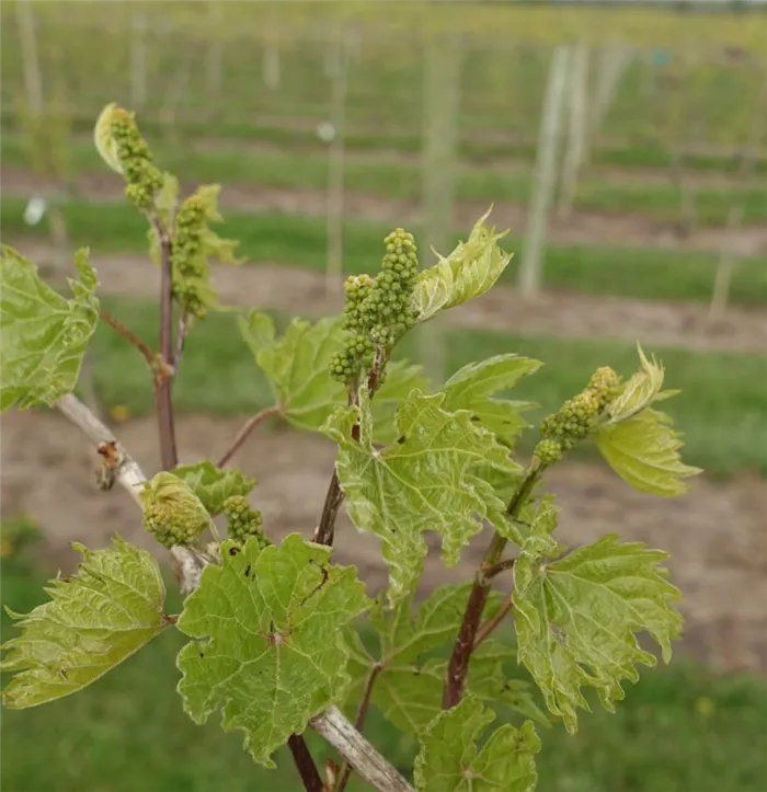 Как заставить виноград цвести - признаки поллиноза, период цветения, фото и видео советы по уходу за виноградом