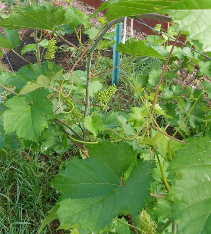 Как заставить виноград цвести - признаки поллиноза, период цветения, фото и видео советы по уходу за виноградом