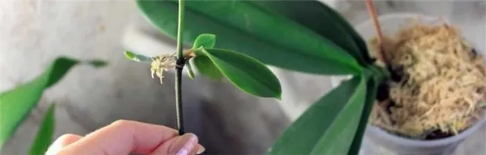 Размножение орхидеи черенками плачевно.