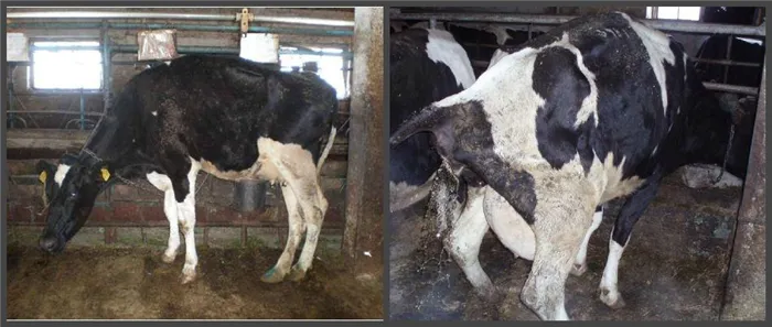 У новорожденных коров наблюдаются кровянистые выделения