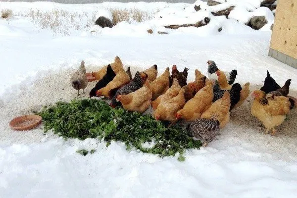 Куры кормятся зимой.