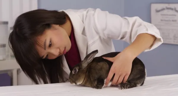 Ветеринар осматривает кролика
