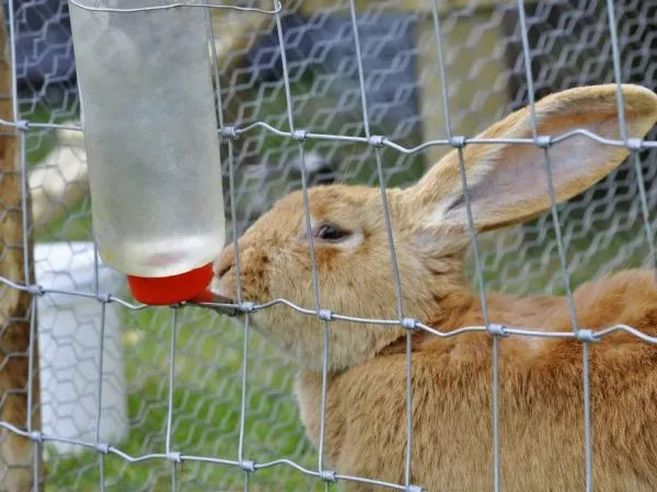 Кролик не ест и не пьет — что делать?