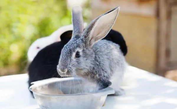 Кролик не ест и не пьет — что делать?