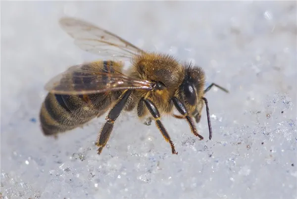 Пчела зимой