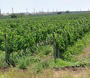 Виноград обрезка весной и летом для начинающих