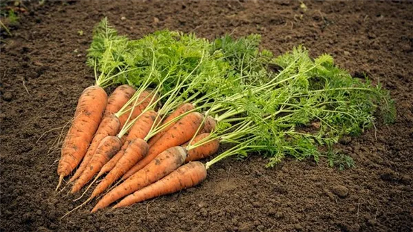 Главные причины почему не растет морковь на огороде