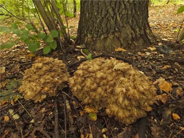 Где растут грибы-бараны. 