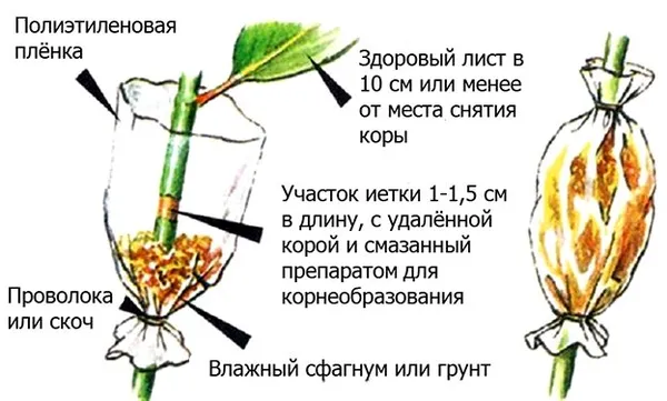 Схема размножения груши воздушными отводками