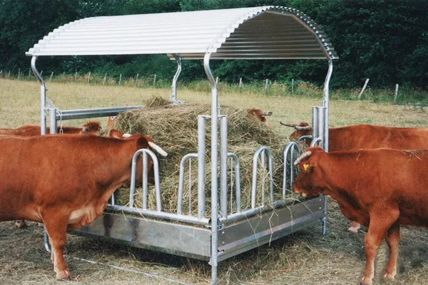 Коровы едят сено