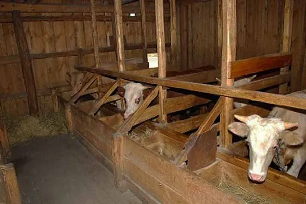 Коровы в сарае