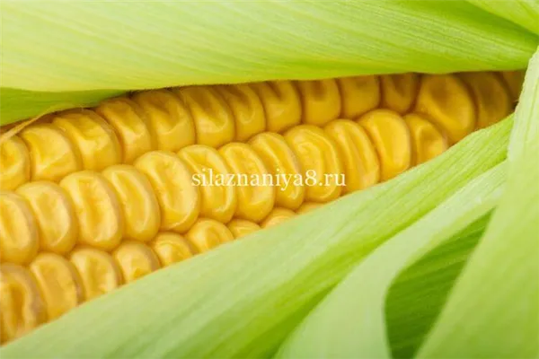 Как выбрать кукурузу