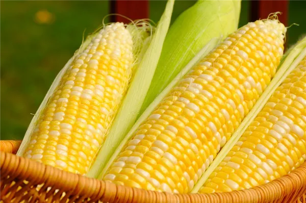 Кукуруза - Селекция овощей и фруктов - Новости сельского хозяйства Беларуси