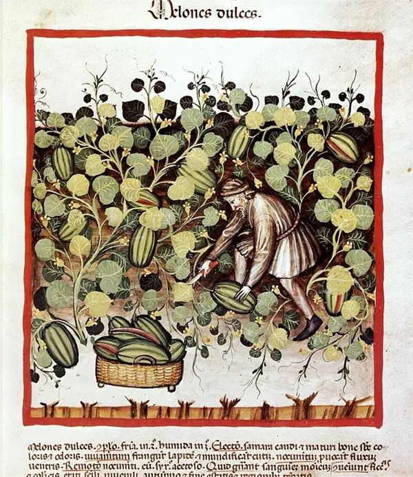 Иллюстрация из Tacuinum Sanitatis. В разрезах арбуза уже видет красный цвет. Первое изображение красного арбуза в истории.