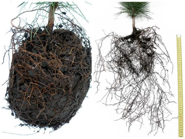 Слева - корневая система саженца, извлеченного из контейнера; тот же саженец с расправленными корнями фото сайта kedrovik.forest.ru