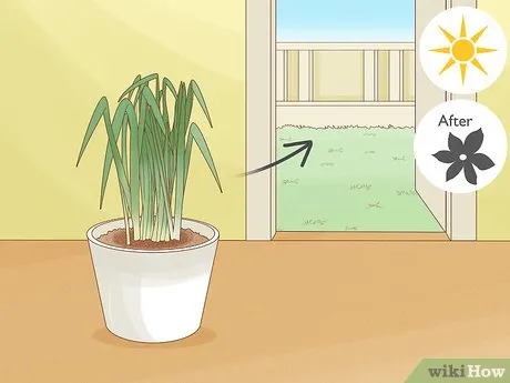 Изображение с названием Keep Narcissus Bulbs After Flowering Step 9
