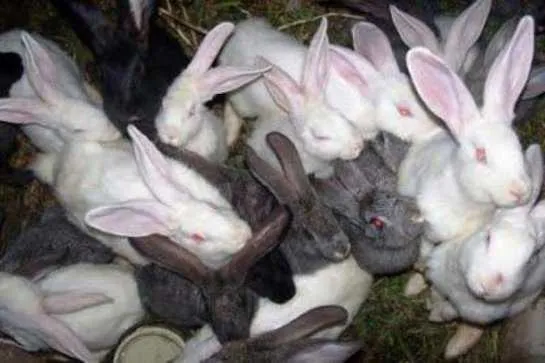 Крольчата пригодные к отъему
