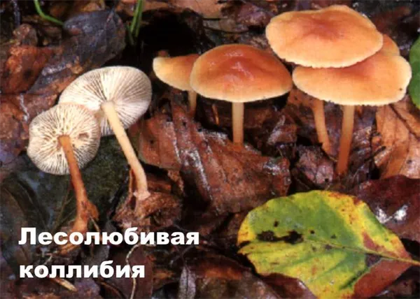 Осторожно! Несъедобные грибы