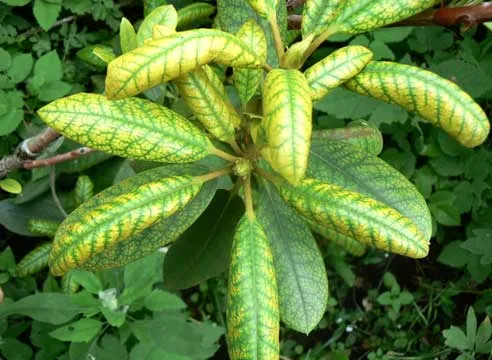 Хлороз листьев и железо: функции железа в растительном мире.