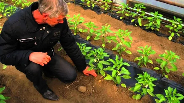 Выращивание болгарского перца в теплице