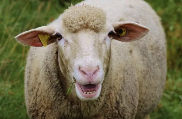 Как определить возраст овцы по зубам