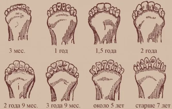 Как меняются зубы овец в зависимости от возраста