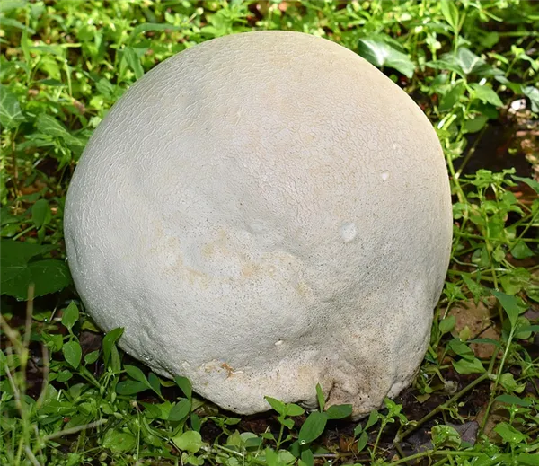 гигантский гриб дождевик фото