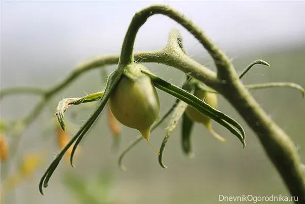 Оплодотворенный цветок томата