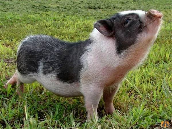 Минипиги или карликовые свинки (9 фото): как домашние питомцы, породы, сколько живут, до какого размера вырастают