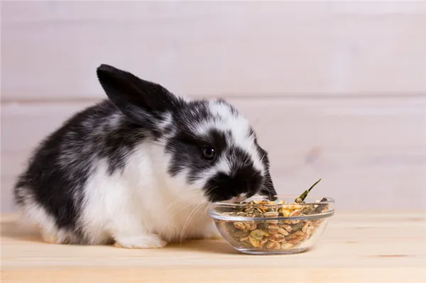 Чем кормить декоративного кролика.jpg