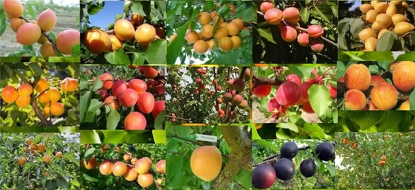 15 сладких сортов абрикоса