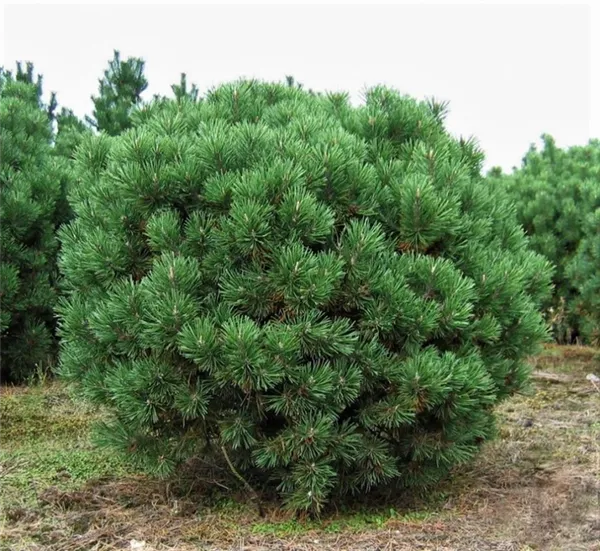 Сосна горная Мопс (Pinus mugo Mops)