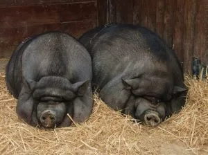 Вьетнамские свиньи 