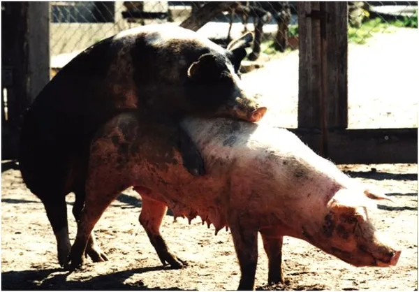 спаривание свиней