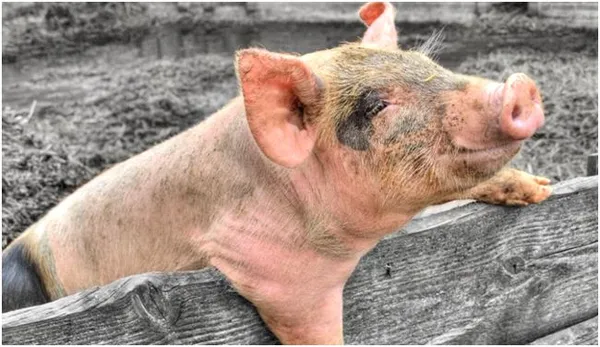 Как быстро восстанавливается свинья после родов