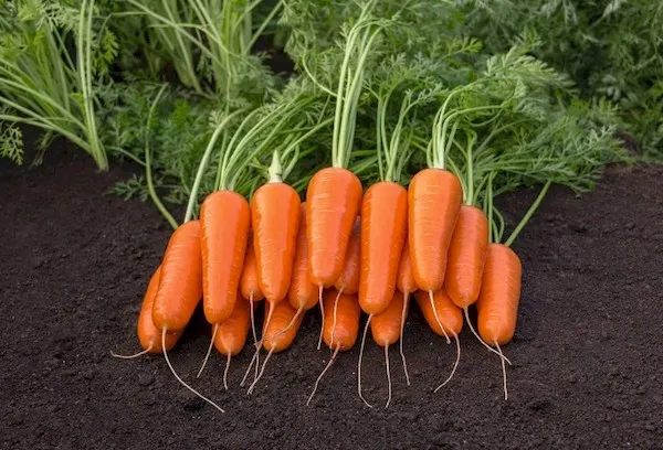 Морковь урожай