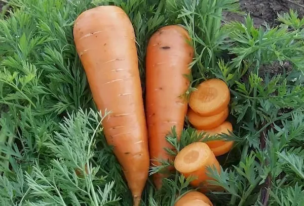 Плоды моркови Каскад