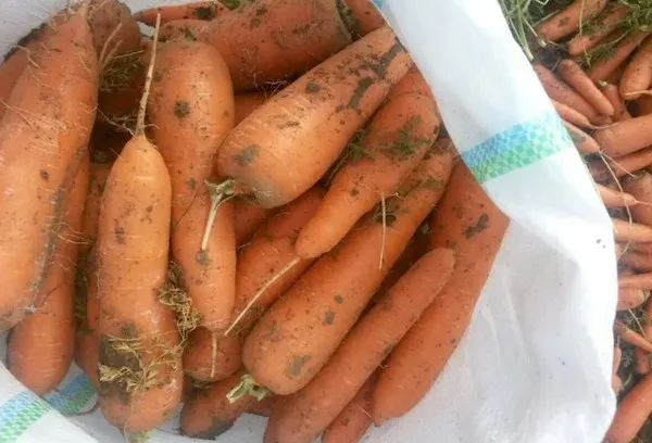 Хранение моркови каскад