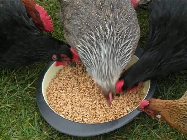 Рацион питания для кур