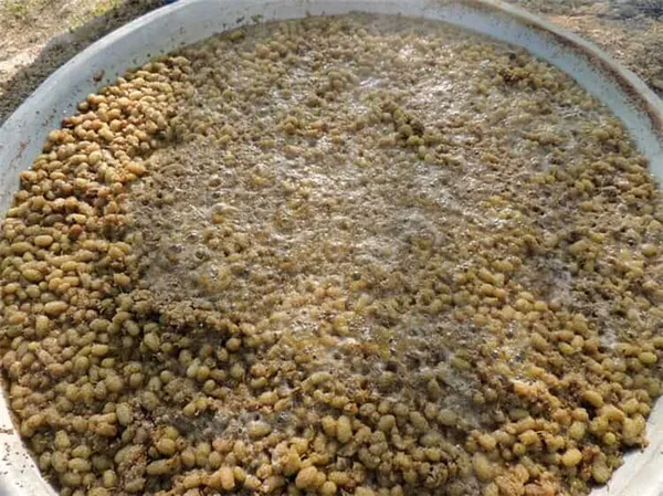 Как готовится армянская тутовая водка
