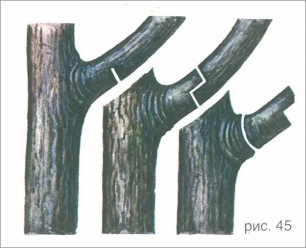 Схема обрезки ветки по частям