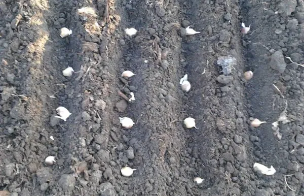 Посев чеснока в почву