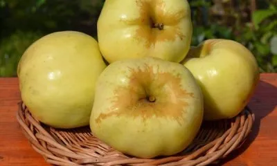 Заготовки из яблок сорта Антоновка