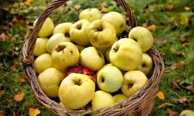 Яблоки сорта Антоновка в разрезе