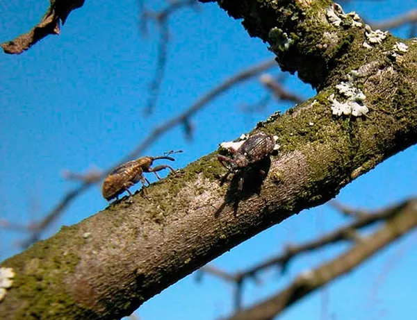 Взрослые особи жука-цветоеда на ветке старой яблони ранней весной