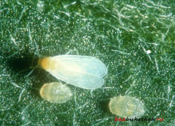 Белокрылка личинки