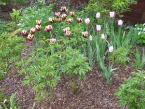 Замульчированные тюльпаны